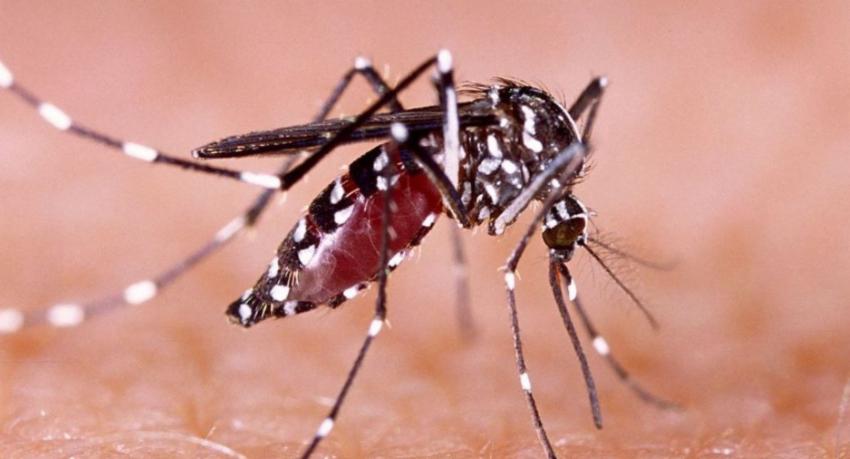 Special Dengue Control Program Launched in Colombo